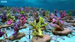 Coral Gardening  South Pacific  BBC Earth [upl. by Bassett]