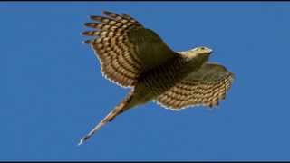 Sparrowhawk Bird Call Bird Song [upl. by Eenad864]