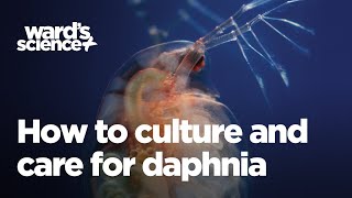 Caring and Culturing for Daphnia [upl. by Roumell847]