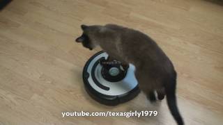 Cat shows HOW TO use iRobot Roomba Vacuum [upl. by Nirda871]