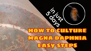 How to Culture Magna Daphnia Easily [upl. by Attennod945]