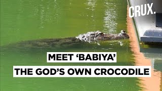 Kerala Temple That Houses A ‘Divine Crocodile’ Called Babiya  CRUX [upl. by Leuqar557]