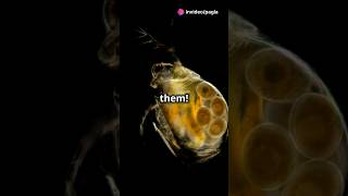 How to culture Daphnia for your Aquarium [upl. by Eldin]