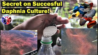 How to Culture Daphnia Successfully [upl. by Delos958]