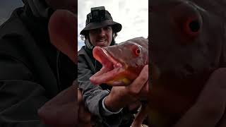 Monster Pigfish Rock Fishing [upl. by Daahsar424]