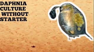 HOW TO CULTURE DAPHNIA NATURALLY WITHOUT A STARTER [upl. by Boswall]