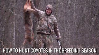 How To Hunt Coyotes In The Breeding Season [upl. by Nivag836]