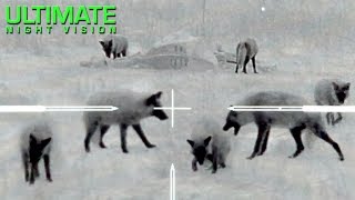 Thermal Predator Hunting  60 Coyotes Down by ONeill Ops [upl. by Hegarty622]