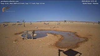 Cheetah surprise thirsty oryx [upl. by Yatnuhs209]