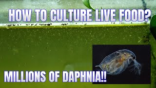 How to Culture Daphnia Secret Method to Breed MILLIONS  Simply Aquatic [upl. by Negaet468]