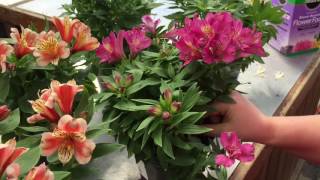 Alstroemeria Care [upl. by Ferne]