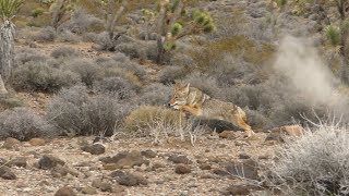 4 Shotgun Coyotes Guided Coyote Hunt day 1 [upl. by Drexler]