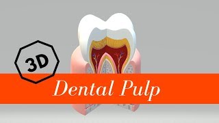 Dental Pulp [upl. by Htezzil]