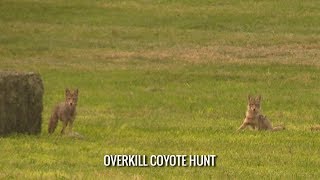 Overkill Coyote Hunt [upl. by Hein257]