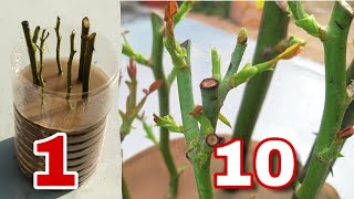 Easy way to grow rose from cutting How to grow rose plant from cutting rose plant growing tips [upl. by Medin]