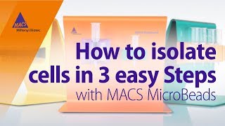 How to Isolate Cells in 3 Easy Steps using MACS MicroBeads [upl. by Akeemaj]