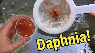 How I Culture Daphnia In Outdoor Tubs [upl. by Maddocks701]