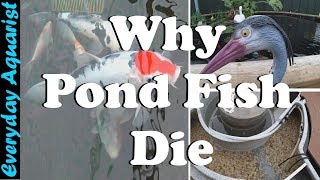 3 Reasons Pond Fish Die  Goldfish amp Koi [upl. by Yzmar]