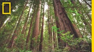 Experience the Magic of Redwood National Park  Short Film Showcase [upl. by Ahsinauj196]