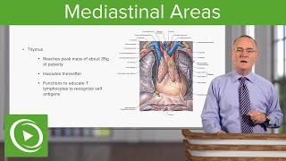 Mediastinal Areas – Anatomy  Lecturio [upl. by Nosreip]