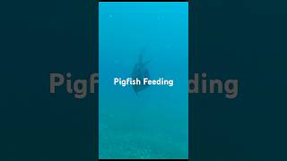 Feeding Pigfish in Mediterrian Sea AntalyaTURKEYDomuzbalığı Besleme [upl. by Nilkcaj]