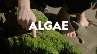 Definitions in the Field Algae [upl. by Sorac914]