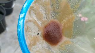 How to culture daphnia moina in a small container Part 1 English Subtitle [upl. by Adnalu]