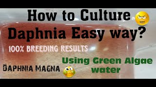 Daphnia MagnaHow to Culture Daphnia Easy wayCulturing Daphnia using Green water Daphnia [upl. by Okier]