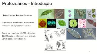 Aula Microbiologia Protozoários [upl. by Lyssa]