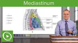 Mediastinum Lungs mediastinum and cardiac valves – Anatomy  Lecturio [upl. by Akemrehs900]