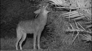 Coyote Howling and Stalking Behavior [upl. by Annaeed]