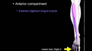 Anterior compartment leg muscles [upl. by Llewkcor]