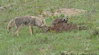 Rare  A Badger and a Coyote Hunting Together [upl. by Barclay365]