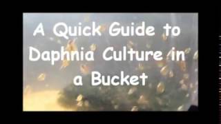 How to culture daphnia outside [upl. by Rentschler52]