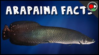 5 Facts About the Arapaima  Pirarucu [upl. by Iramo531]