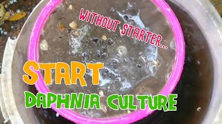 How to culture daphnia moina the easy way 1  Starting the Daphnia culture [upl. by Yvaht636]