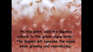 Daphnia  How to grow daphnia in your home [upl. by Orella362]