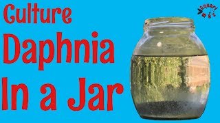 How to Culture Daphnia in a Jar [upl. by Heady675]