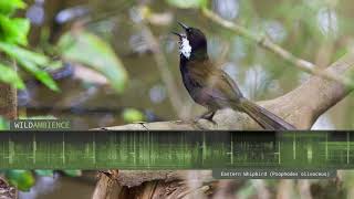 Eastern Whipbird  Calls and Sounds [upl. by Lehar]