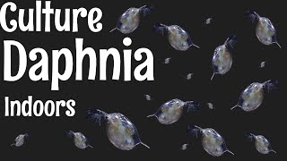 How to Culture Daphnia [upl. by Cooley]