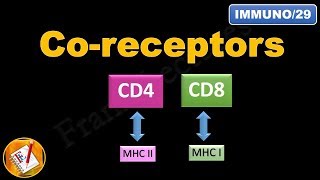 Coreceptors CD4 and CD8 FLImmuno29 [upl. by Dnalor]