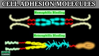 Cell Adhesion Molecules  CAMS  Cadherin Integrin IGCAMS Selectin [upl. by Schreibe]