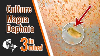 How to culture DAPHNIA MAGNA  The easy way [upl. by Nosloc]