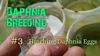 Daphnia Culture made simple and easy 3  Hatching Daphnia eggs [upl. by Gnuhp]