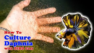 How to Culture Daphnia with ZERO Cost  Unlimited Live Food For Our Fish [upl. by Happ]