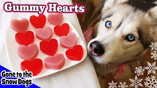 Valentines Day Strawberry Gummy Dog Treats  DIY Dog Treats Recipe 93  Homemade Dog Treats [upl. by Seldun]