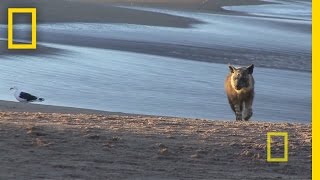 Jewel of Namibia  Nat Geo Live [upl. by Michaeline]