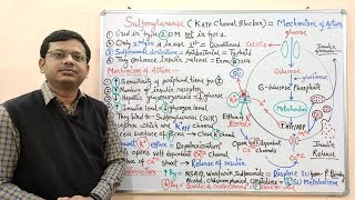 Diabetes Mellitus Part10 Mechanism of Action of Sulfonylurease  Antidiabetic Drugs  Diabetes [upl. by Yelrac]