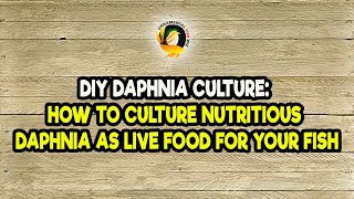 DIY Daphnia Culture How to Culture Nutritious Daphnia as Live Food for Your Fish [upl. by Deth218]