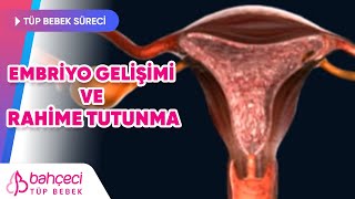 Embriyo Gelişimi ve Rahime Tutunma [upl. by Anohs]